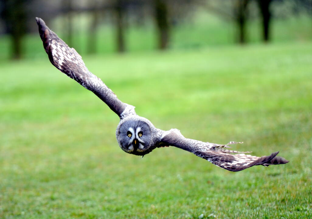 SWOOPING OWL