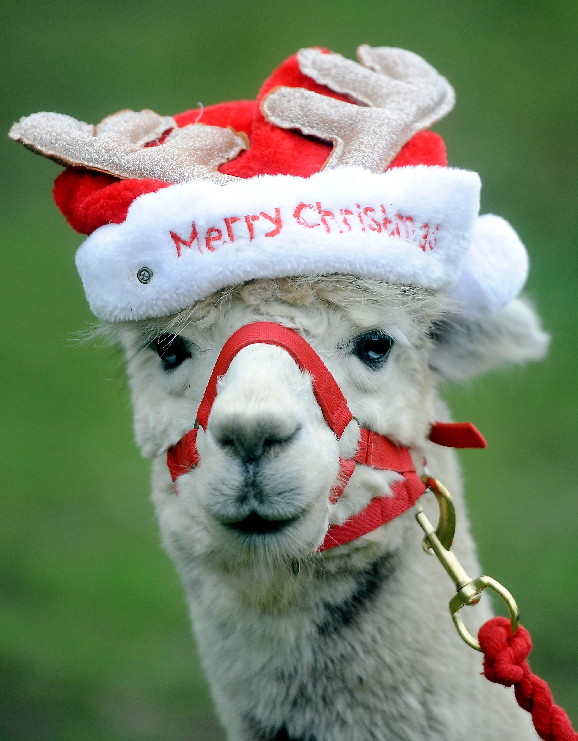 ALPACA WALKS RESUME AFTER LOCKDOWN FOR MENTAL HEALTH AND CHRISTMAS12
