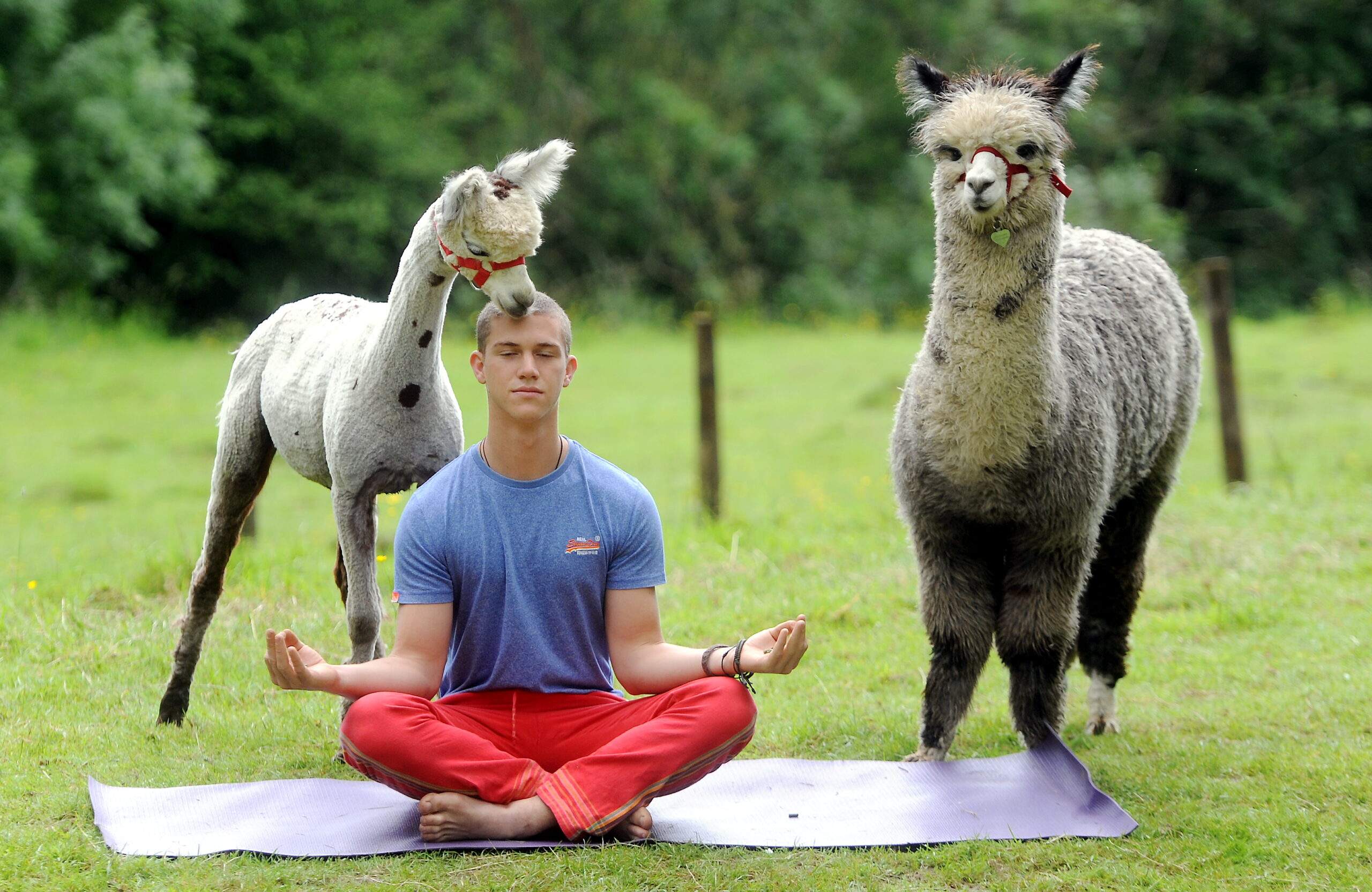ALPACA YOGA PAINSWICK12