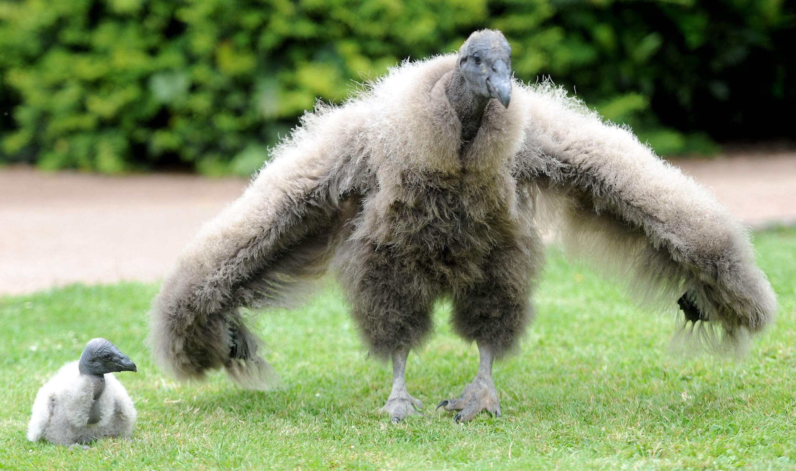 ANDEAN CONDOR CHICKS5