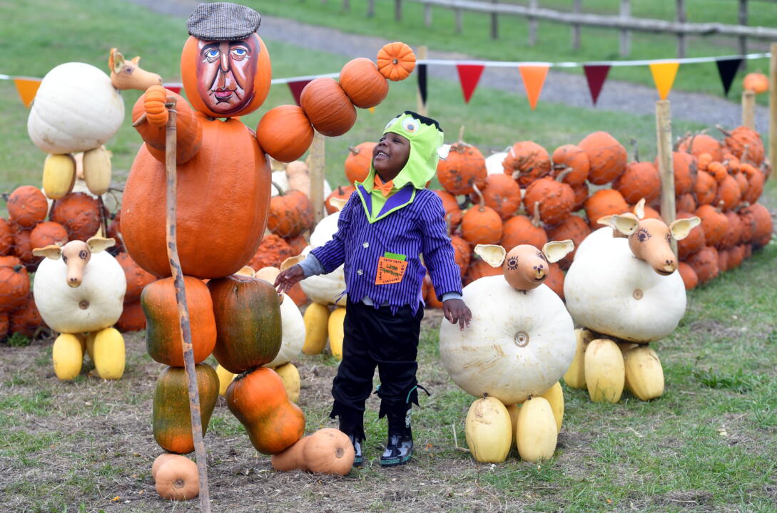 JEREMY CLARKSON TRIBUTE PUMPKIN AT OVER FARM GLOUCESTER10