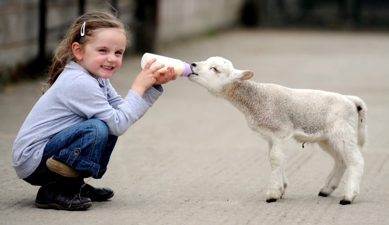KID AND LAMB