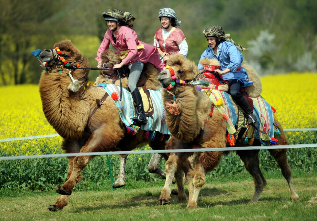 PAXFORD CAMEL RACE9