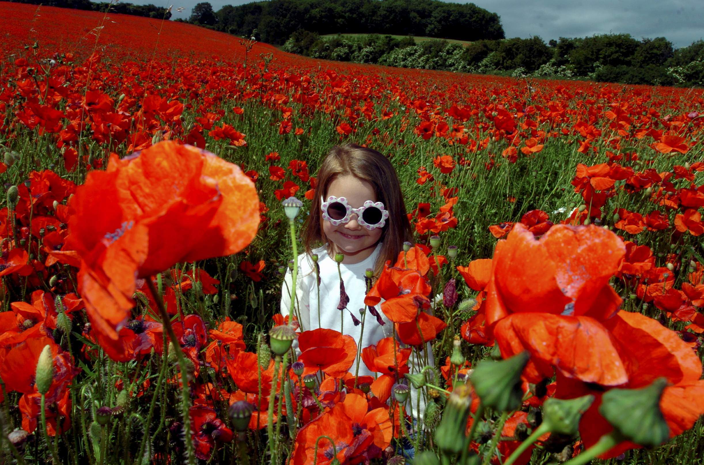 680208-3-PN-POPPIES