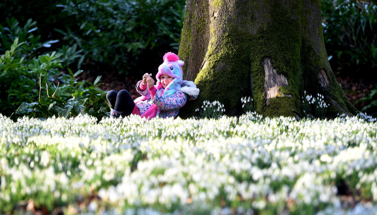 SNOWDROPS ROCOCO GARDENS PAINSWICK27
