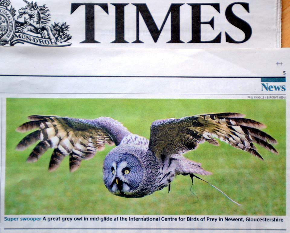 TIMES OWL