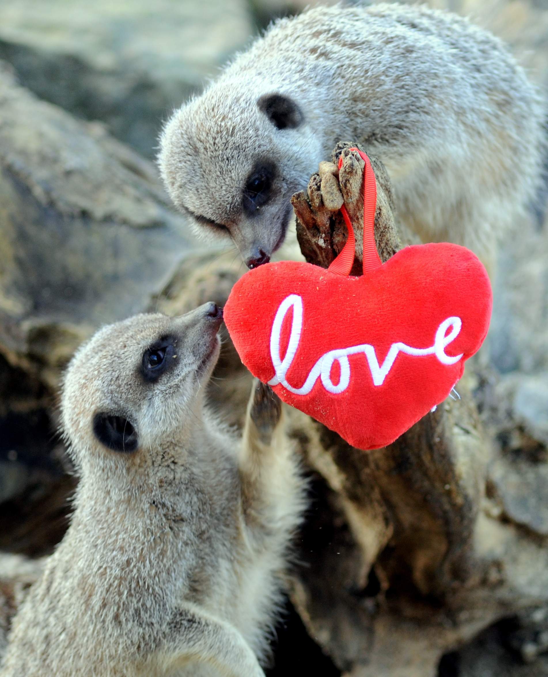 VALENTINE COTSWOLD WILDLIFE39