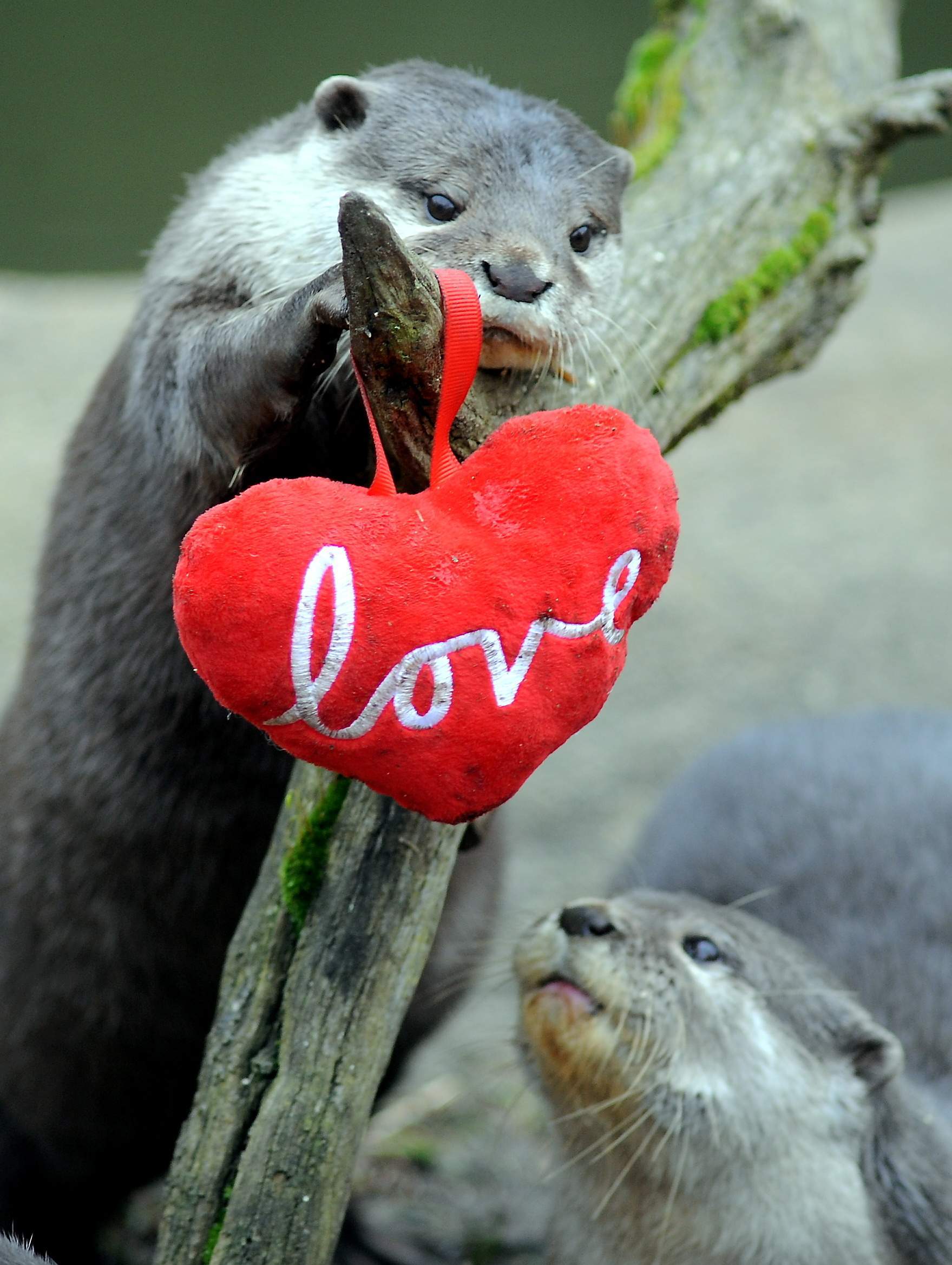 VALENTINES OTTERS2