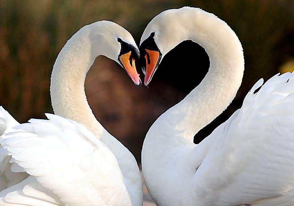 VALENTINES SWANS