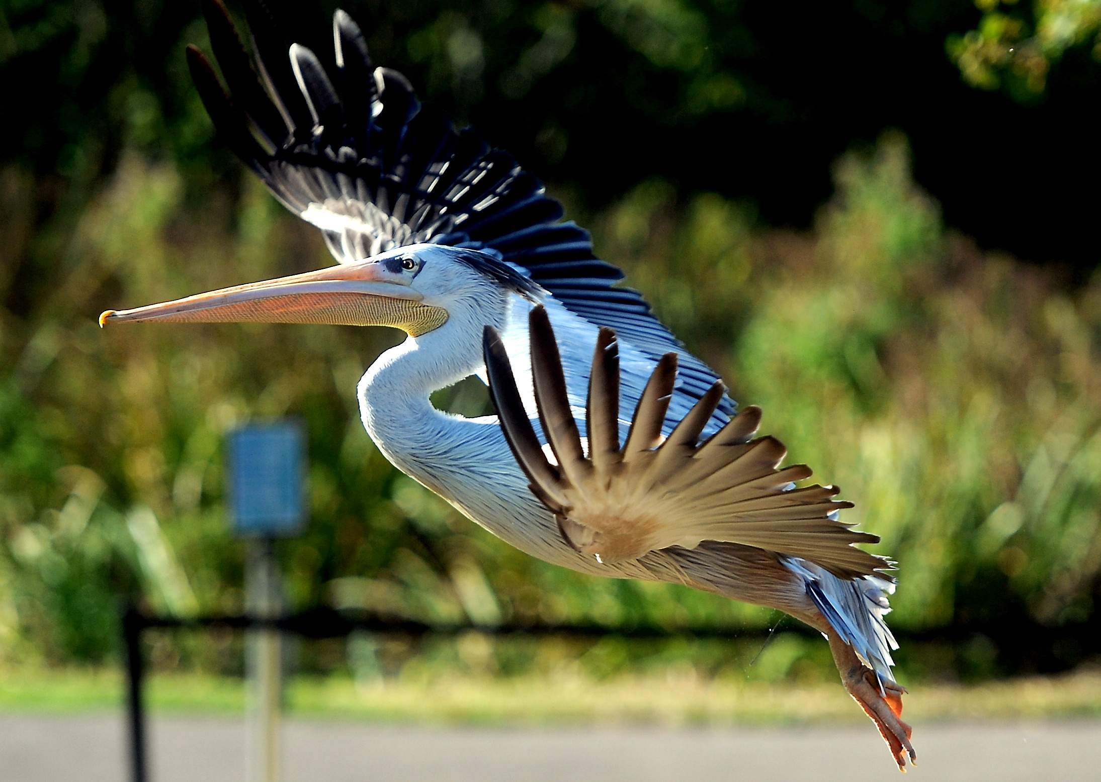 WWT SLIMBRIDGE CELEBRATING 75TH YEAR THURSDAY 16TH SEPTEMBER 2021 19