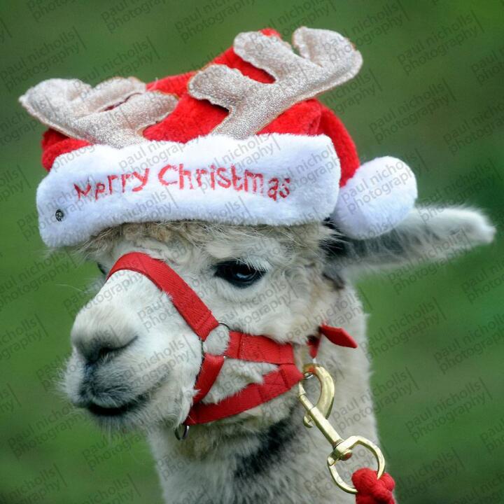 Alpaca Walks Resume After Lockdown